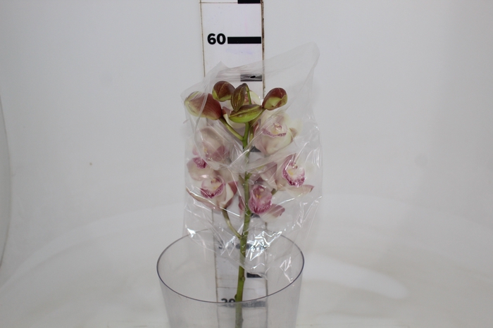 <h4>CYMBIDIUM HT MIN 9 FLS ROSA CLARO</h4>