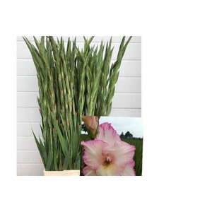 GLADIOLUS GR 'PRISCILLA' PINK 100cm