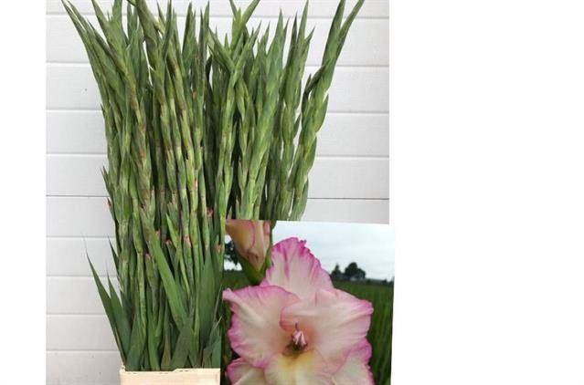 <h4>GLADIOLUS GR 'PRISCILLA' PINK 100cm</h4>