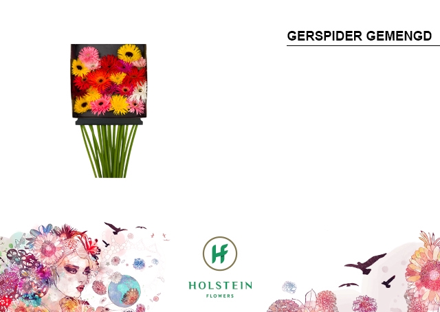 <h4>Germini Spider Mix Spider Diamond per kaart</h4>