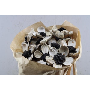 Droog Pineflower White-black