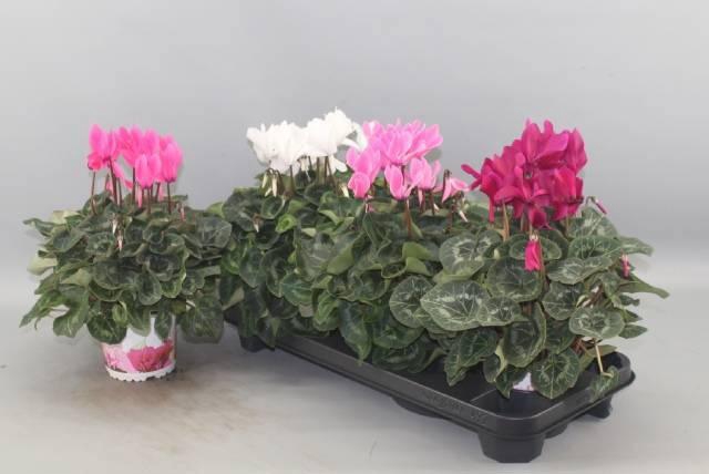 <h4>CYCL GR SUP XL</h4>