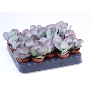 Succulents   ...