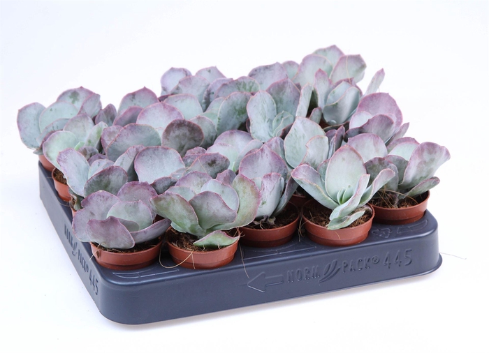 <h4>Succulents   ...</h4>