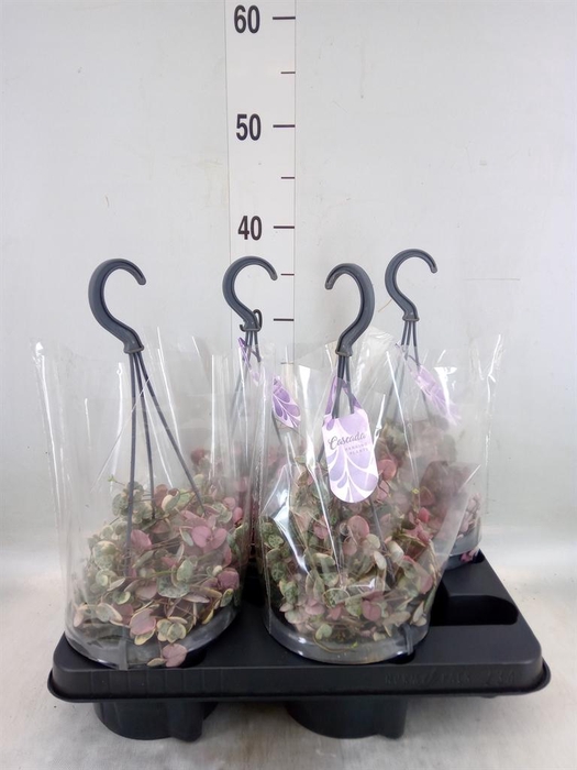 <h4>Ceropegia woodii 'Variegata'</h4>