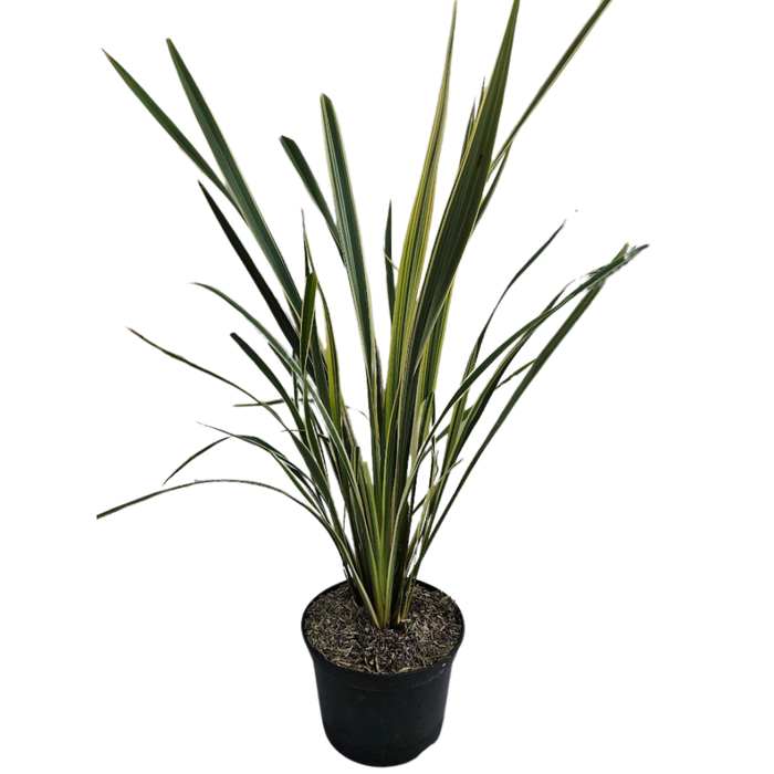 <h4>Phormium tenax</h4>