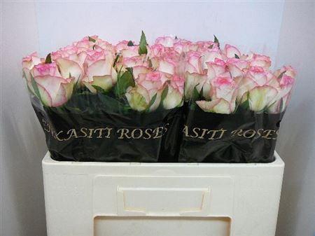 <h4>R Gr Jumilia</h4>