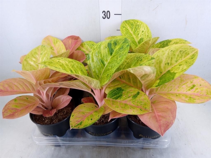 <h4>Aglaonema   ...</h4>