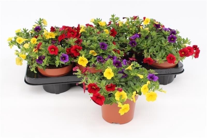 <h4>Calibrachoa "Tropicana" Tricolor Blue/Red/Yellow</h4>