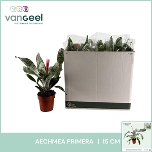 AECH FAS PRIMERA