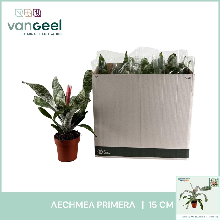 <h4>AECH FAS PRIMERA</h4>