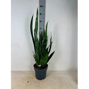 Sansev Zey Greenline