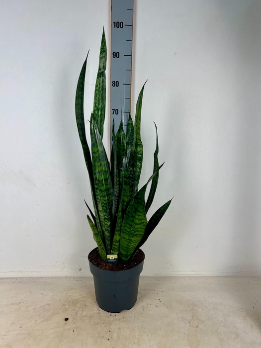 <h4>Sansev Zey Greenline</h4>