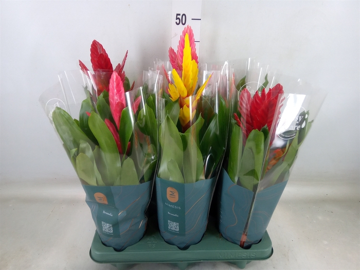 <h4>Vriesea   ...mix</h4>