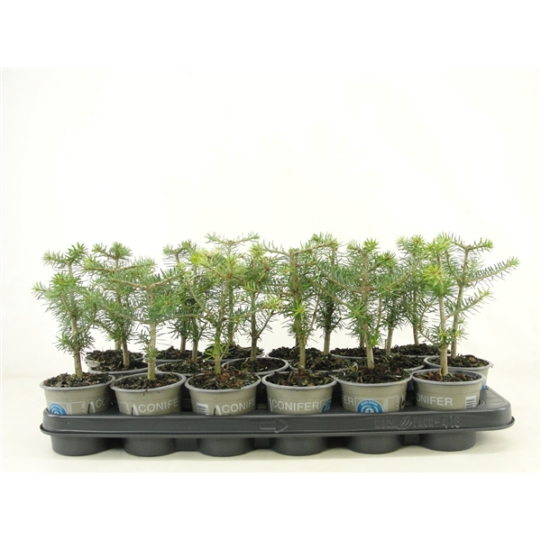 <h4>Abies koreana</h4>