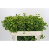 Bupleurum Griffithii