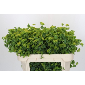 Bupleurum Griffithii