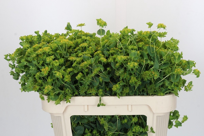 <h4>Bupleurum Griffithii</h4>
