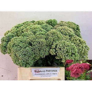 SEDUM SPECTABILE