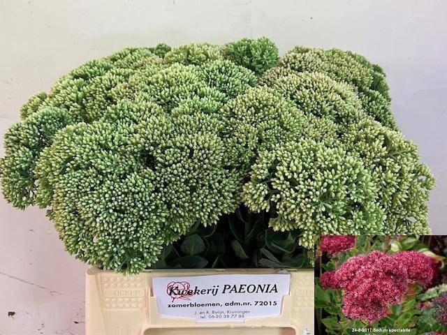 <h4>SEDUM SPECTABILE</h4>