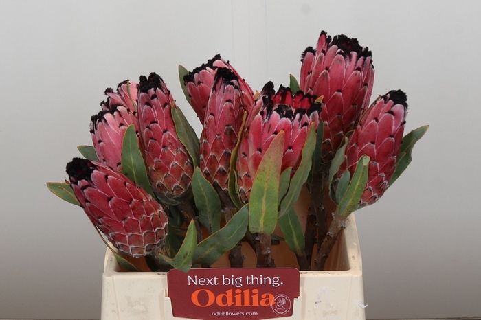 <h4>PROTEA OV PER STUK</h4>