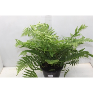 CYATHEA MEDULLARIS P24