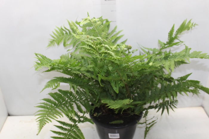 <h4>CYATHEA MEDULLARIS P24</h4>
