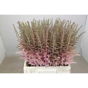 Astilbe Glitter And Glamour