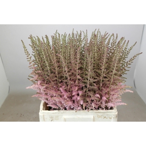 Astilbe Glitter And Glamour