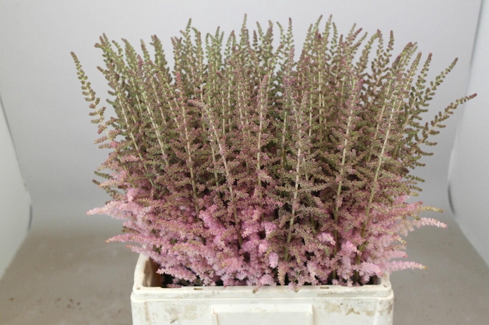 <h4>Astilbe Glitter And Glamour</h4>