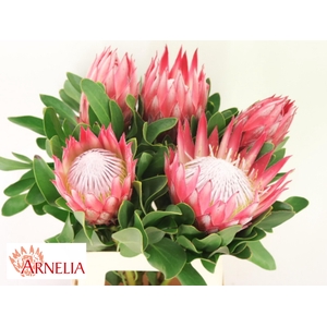 PROTEA CY MADIBA