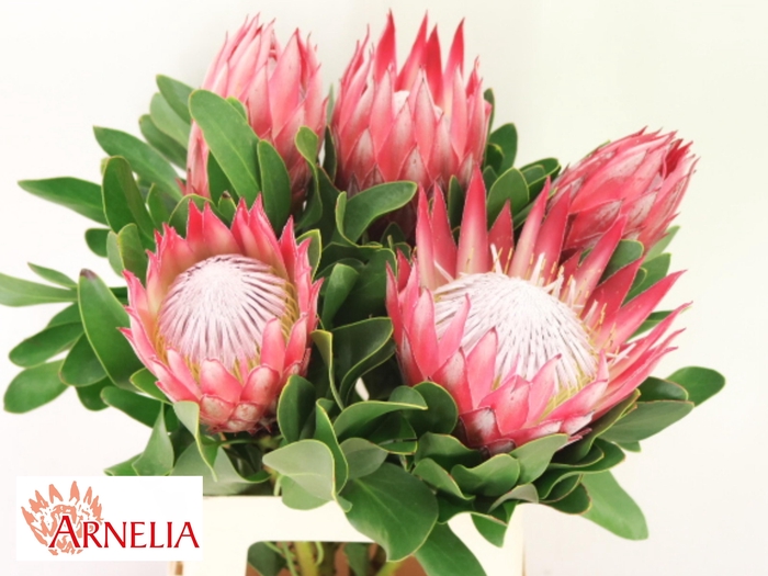 <h4>PROTEA CY MADIBA</h4>