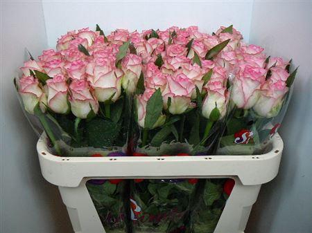 <h4>R Gr Jumilia</h4>