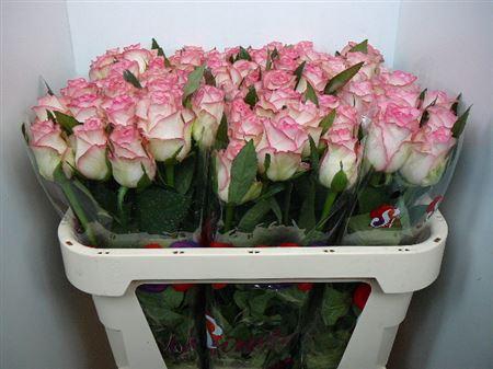 <h4>R Gr Jumilia</h4>