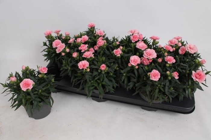 <h4>DIAN OSC PINK</h4>