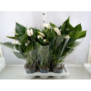 Anthurium  'Karma White'