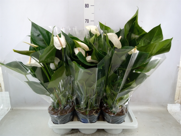 <h4>Anthurium  'Karma White'</h4>