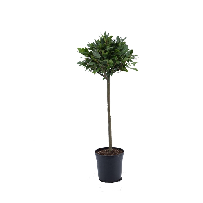 <h4>Laurus nobilis Bol op stam</h4>
