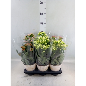 Kalanchoe   ...