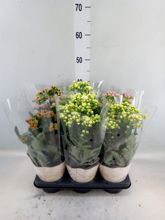 <h4>Kalanchoe   ...</h4>