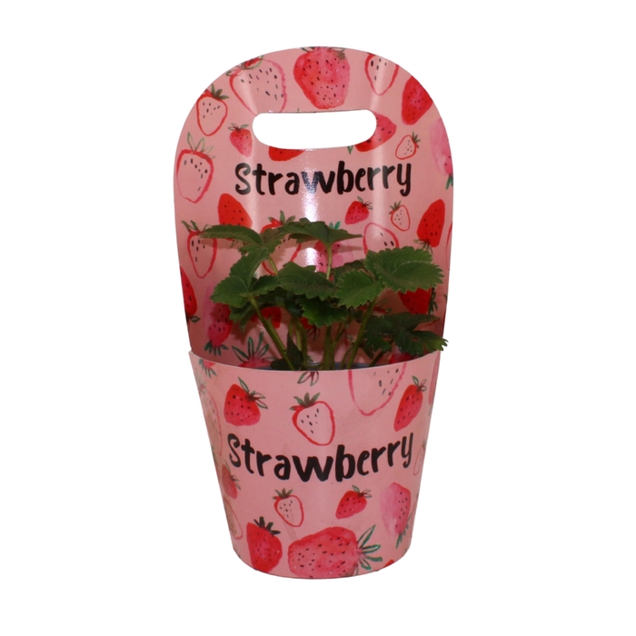 <h4>FRAG BELTRAN</h4>