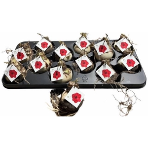 BLOEMBOL HIPPEASTRUM