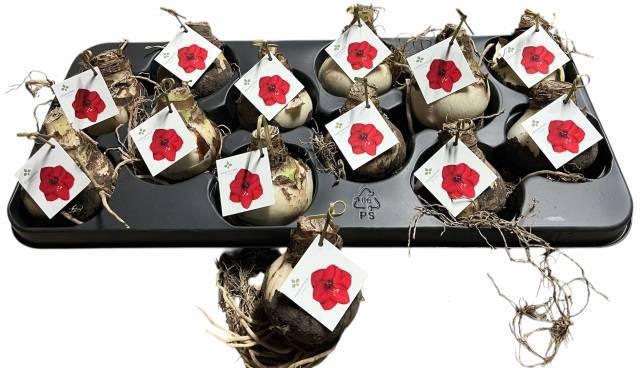 <h4>Bloembol Hippeastrum</h4>