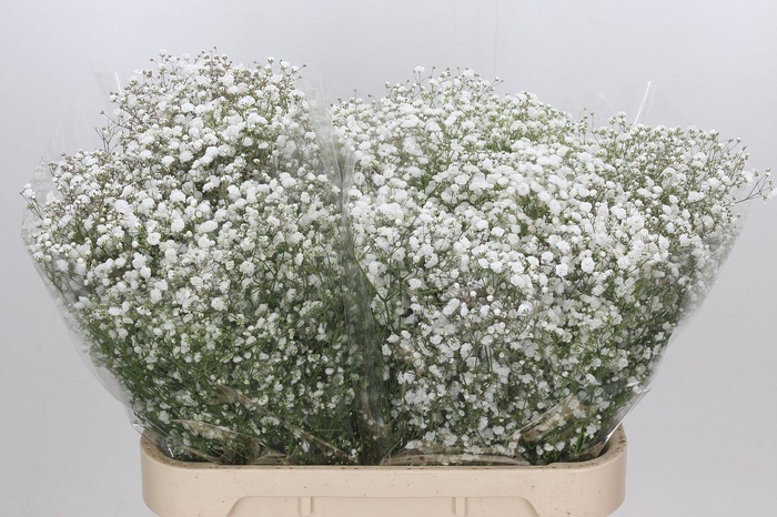 <h4>Gyps Xlence 1000 gr</h4>