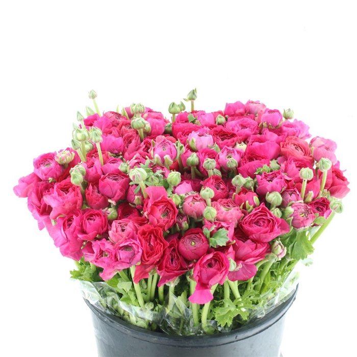 <h4>Ran El Hot Pink Extra</h4>