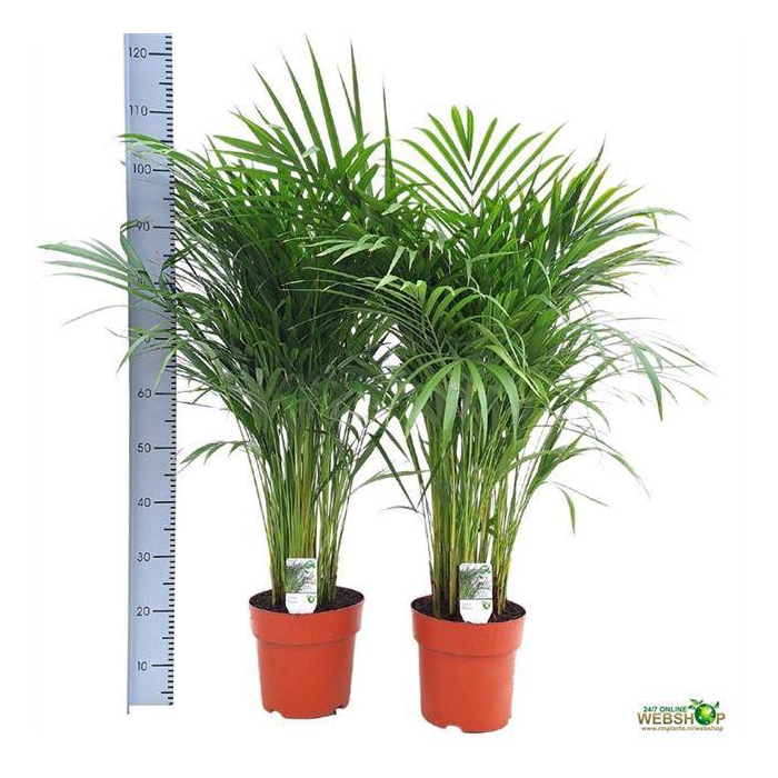 <h4>Areca lutescens 23Ø 105cm 20pp</h4>