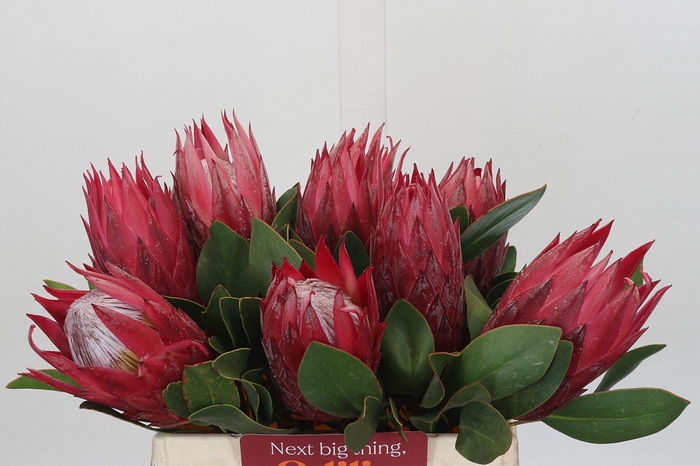 <h4>Protea Cynaroides Madiba</h4>