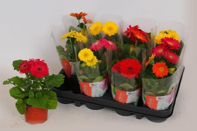 <h4>GER COLOURGAME GEM</h4>