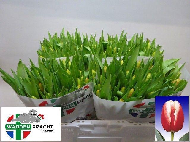 <h4>TU EN LEEN VD MARK</h4>