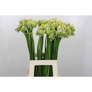 Ornithogalum Saundersiae